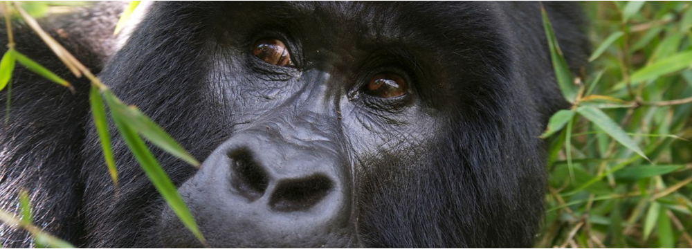 Mountain Gorillas in Uganda
