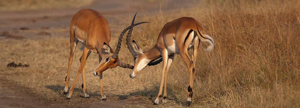 Uganda Kobs major tourism attraction