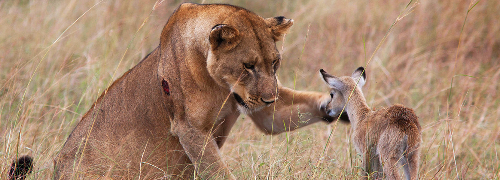 Game Parks in Uganda