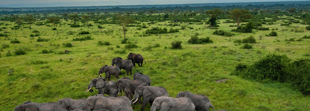 Queen Elizabeth national park enjoy safaris in Uganda  