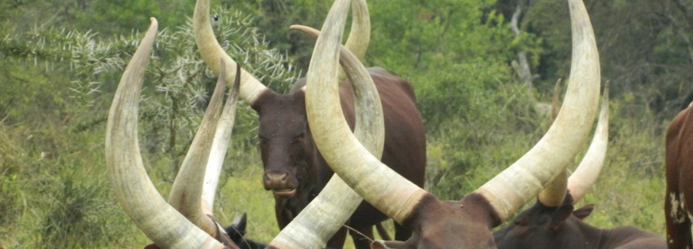 Long horned cattle in Uganda