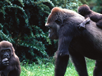 Gorilla treking uganda